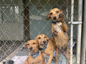 Mobile veterinary unit treating animals under new government scheme